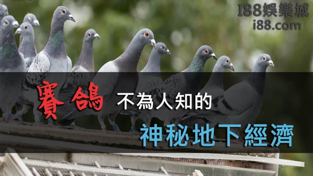 台灣賽鴿